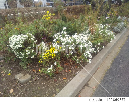 こじま花の会花畑のパンジーとシロタエギク 133860771