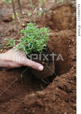 placing a satureja plant into the ground 133860794