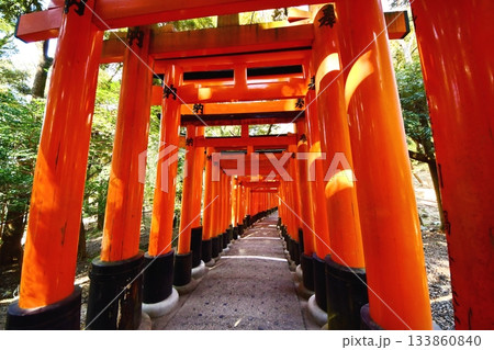 京都府 伏見稲荷大社 千本鳥居(月日之宮本宮付近) 京都市伏見区深草藪之内町 2022 年 2月 京都府 伏見稲荷大社 千本鳥居(月日之宮本宮付近) 京都市伏見区深草藪之内町 2022 年 2月 133860840