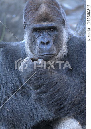 腕組みをして難しい話でも持ち出してきそうな顔のゴリラ 133860848