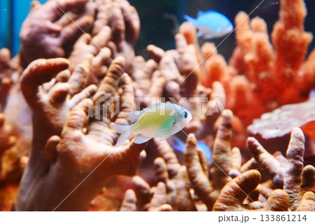 イソギンチャクと共生する魚 133861214
