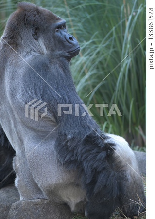 お尻のどこが痒いのかわからないなあと手で探すゴリラ 133861528