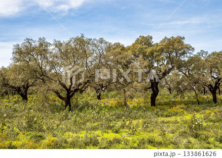 Cork Oak forest at Hortas de Baixo near Arronches, Alentejo, Portugal. 133861626