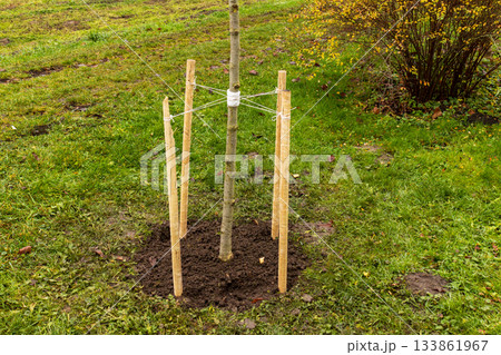 A young tree is supported by wooden stakes to ensure stability in a green garden, surrounded by fallen leaves in autumn A young tree is supported by wooden stakes to ensure stability in a green garden, surrounded by fallen leaves in autumn 133861967