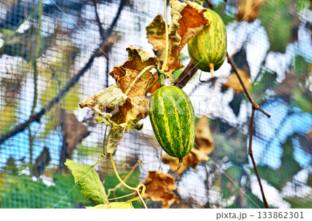 緑色と黄色のカラスウリの実（秋、十一月） 133862301