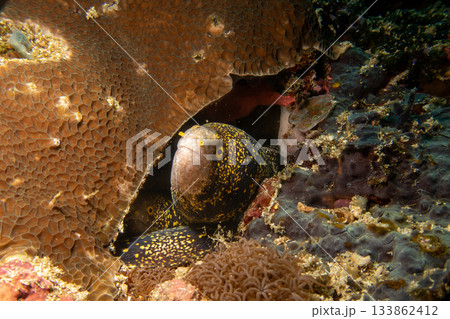 Two snowflake moray eels, Echidna nebulosa, peering out from a coral reef crevice by Verde Island 133862412