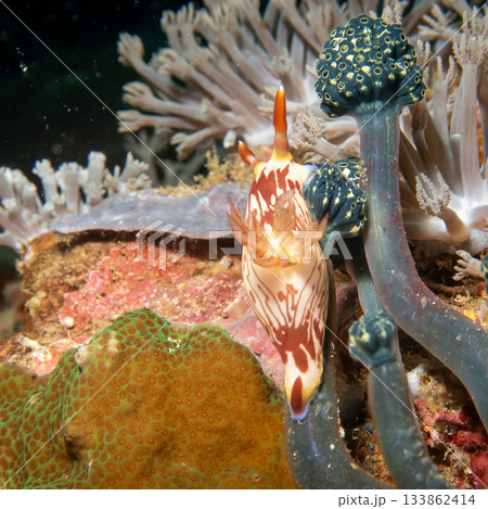 A nudibranch, Nembrotha lineolata, at a beautiful coral reef in Puerto Galera, Philippines 133862414