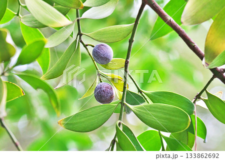 茶色いナギの実（秋、十一月） 133862692