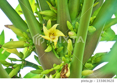 緑色のパパイヤの実と黄色の花（秋、十一月） 133863628