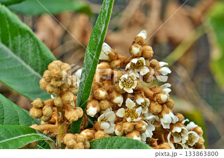 ビワの蕾と白い花（秋、十一月） 133863800