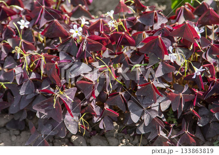 Oxalis Triangularis Plant Flower Leaves Oxalis Triangularis Plant Flower Leaves 133863819