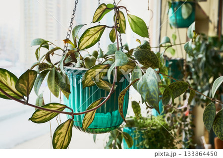 Variegated hoya houseplant growing in decorative hanging pot near window 133864450
