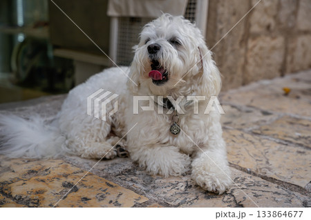 White Maltipoo dog yawning while sitting at home. Focus on domestic pets, cute dog behavior, and lifestyle photography. Face visible. White Maltipoo dog yawning while sitting at home. Focus on domestic pets, cute dog behavior, and lifestyle photography. Face visible. 133864677