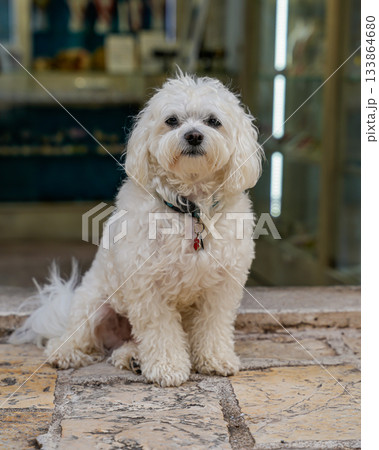 Close-up of a Maltipoo dog sitting near a store entrance. Focus on pet care, small dog breed, and adorable canine expressions. Background and texture of the store entrance visible. 133864680