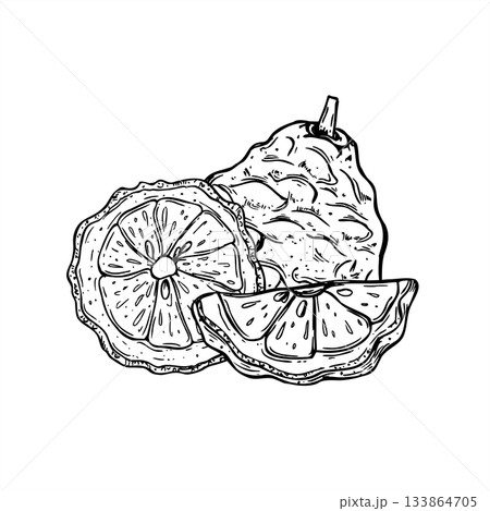 Slice and whole of juicy bergamot fruit line art black ink sketch. Monochrome Asian juicy citrus fruit vector illustration. Kaffir lime citrus composition for menu, cosmetic packaging, food ingredient 133864705