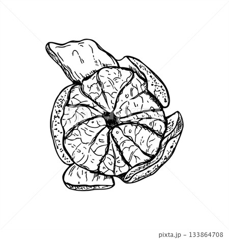 Peeled tangerine vector isolated illustration painted by black inks. Top view. Sweet ripe citrus etching drawing. Hand drawn mandarin fruit for mulled wine decor, recipes, poster 133864708