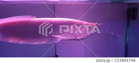 beautiful Arowana in Aquarium at house beautiful Arowana in Aquarium at house 133864746