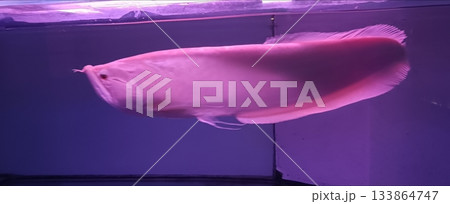 beautiful Arowana in Aquarium at house beautiful Arowana in Aquarium at house 133864747
