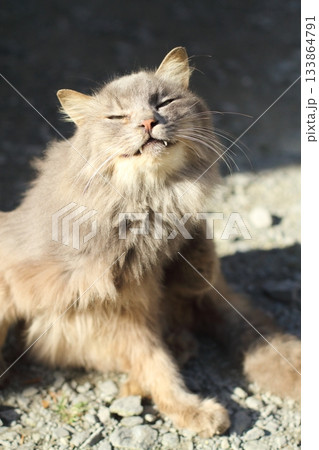 追分温泉に住む野良猫 133864791
