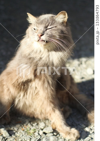 追分温泉に住む野良猫 追分温泉に住む野良猫 133864793