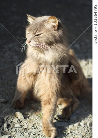 追分温泉に住む野良猫 133864795