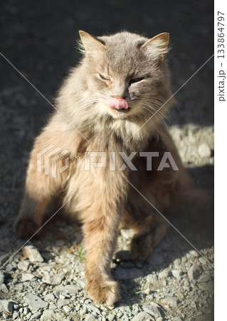 追分温泉に住む野良猫 133864797