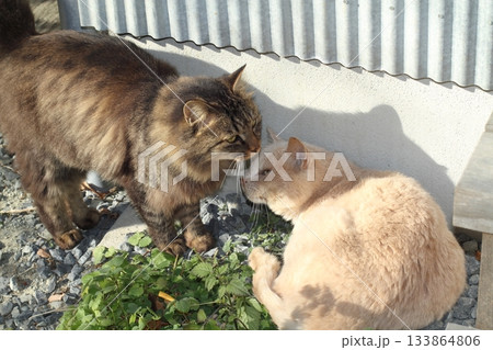 追分温泉に住む野良猫 133864806
