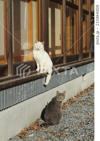追分温泉に住む野良猫 追分温泉に住む野良猫 133864808