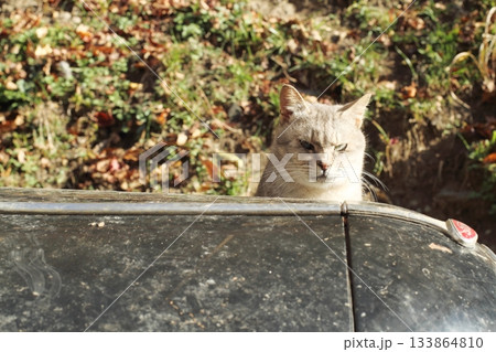 追分温泉に住む野良猫 133864810