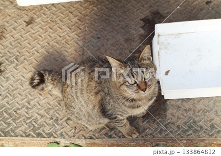 追分温泉に住む野良猫 133864812