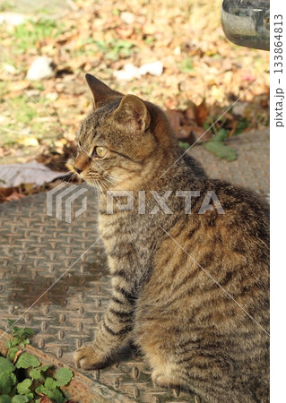 追分温泉に住む野良猫 133864813