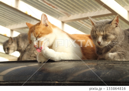 追分温泉に住む野良猫 133864816