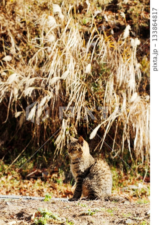 追分温泉に住む野良猫 133864817