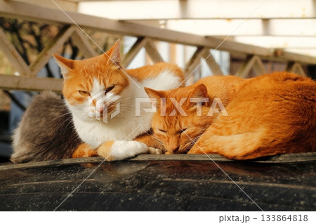 追分温泉に住む野良猫 133864818