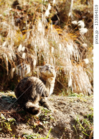 追分温泉に住む野良猫 133864819