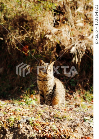 追分温泉に住む野良猫 追分温泉に住む野良猫 133864821