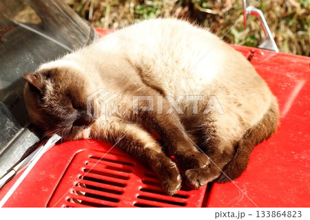 追分温泉に住む野良猫 133864823