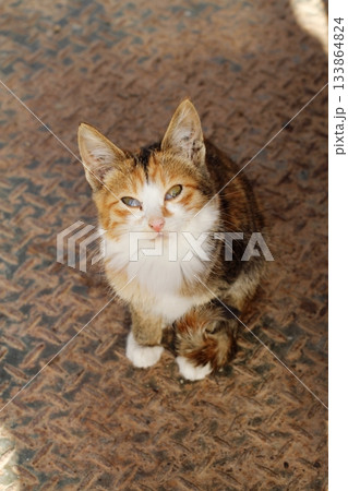 追分温泉に住む野良猫 133864824