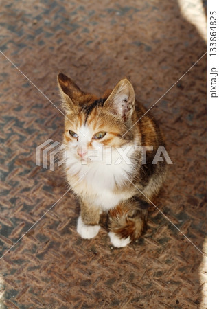 追分温泉に住む野良猫 追分温泉に住む野良猫 133864825
