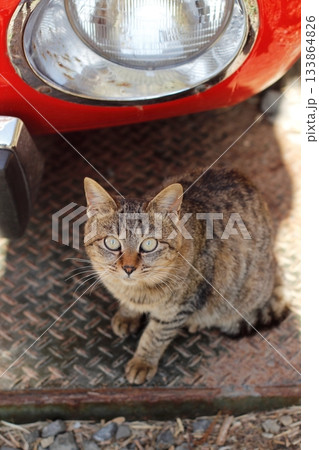 追分温泉に住む野良猫 追分温泉に住む野良猫 133864826
