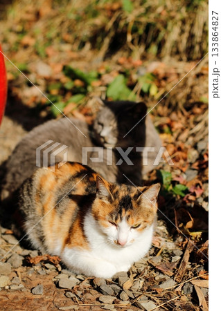 追分温泉に住む野良猫 133864827