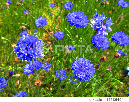 青いヤグルマギクが咲いている風景 133864944