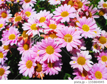 ピンク色のキクの花の満開の風景 133864945