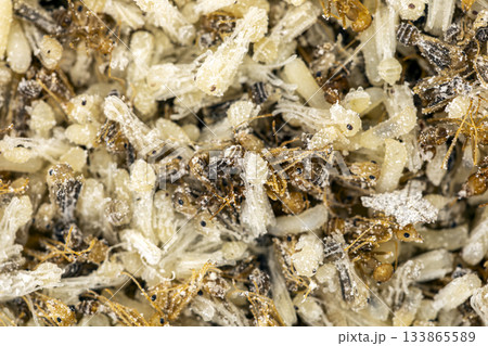 Closeup macro photograph showing a dense cluster of ant larvae, pupae, and worker ants covered in fine white particles 133865589