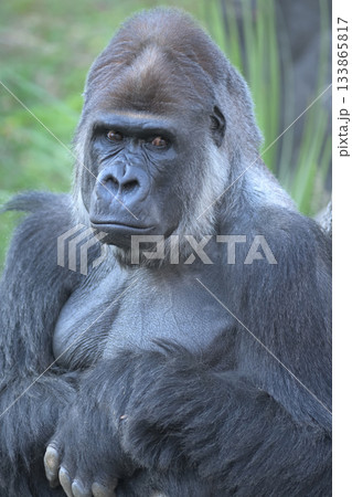左手で右手を握るポーズをしたゴリラのポートレート 133865817