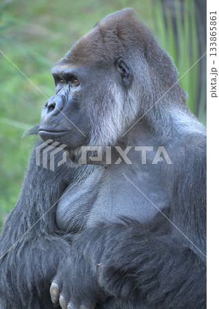 茶色の目で遠くを眺めるゴリラ 133865861