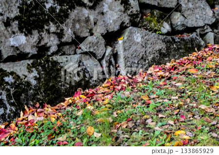 岩手県盛岡市不来方城あと岩手公園の堅固な石垣に集まる桜の黄葉した落ち葉と下草の緑のコントラスト 133865929