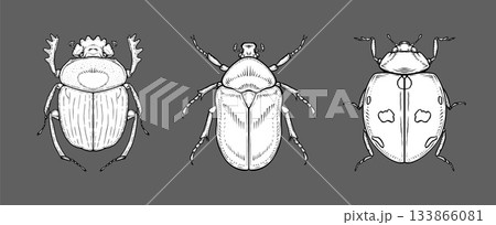 Hand-drawn beetle set with detailed linework on dark background for entomology study. Hand-drawn beetle set with detailed linework on dark background for entomology study. 133866081