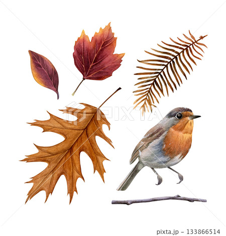 Watercolor set of autumn leaves, twig and a robin . Painted in a realistic style. Ideal for seasonal cards, posters, nature designs, and decorative compositions 133866514