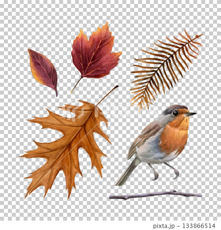 Watercolor set of autumn leaves, twig and a robin . Painted in a realistic style. Ideal for seasonal cards, posters, nature designs, and decorative compositions 133866514
